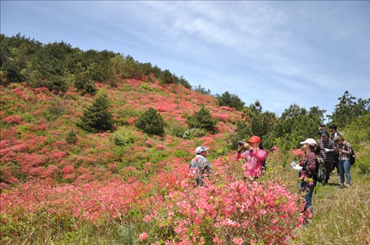 最新映山红求购指南，开启美丽花卉探寻之旅